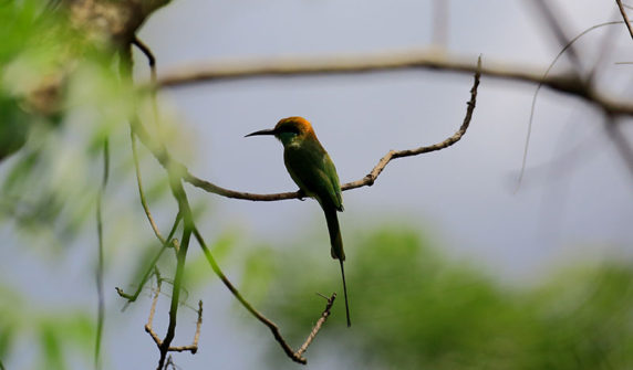 bird-watching-tours-sri-lanka1