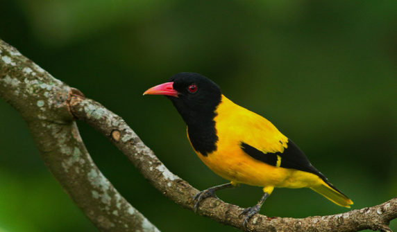 bird-watching-tours-sri-lanka2