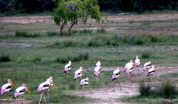 bird-watching-tours-sri-lanka3