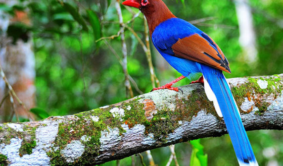 bird-watching-tours-sri-lanka5